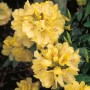 Gelb blühender OBI Rhododendron Goldkrone im Topf, Nahaufnahme der Blüten.