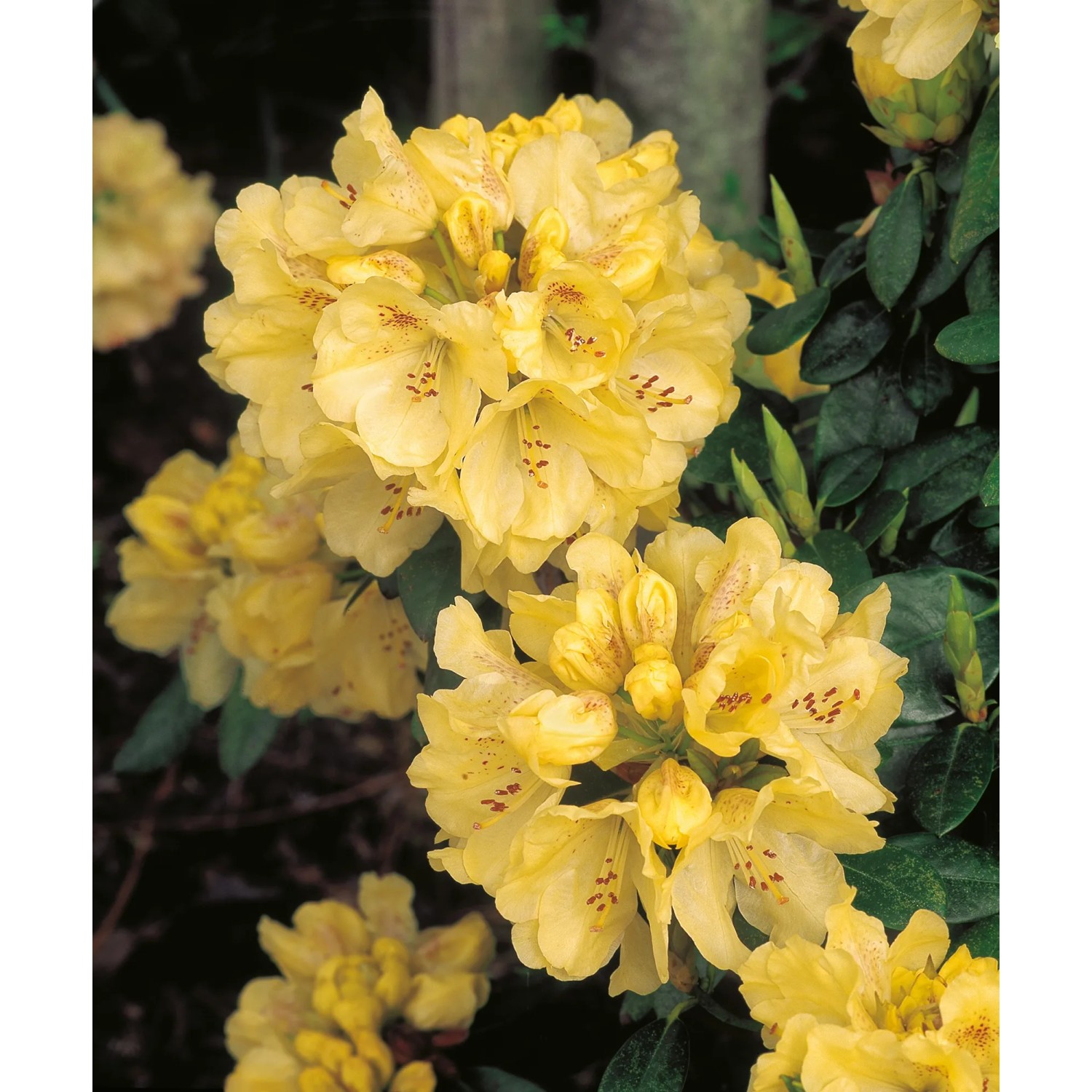Gelb blühender OBI Rhododendron Goldkrone im Topf, Nahaufnahme der Blüten.