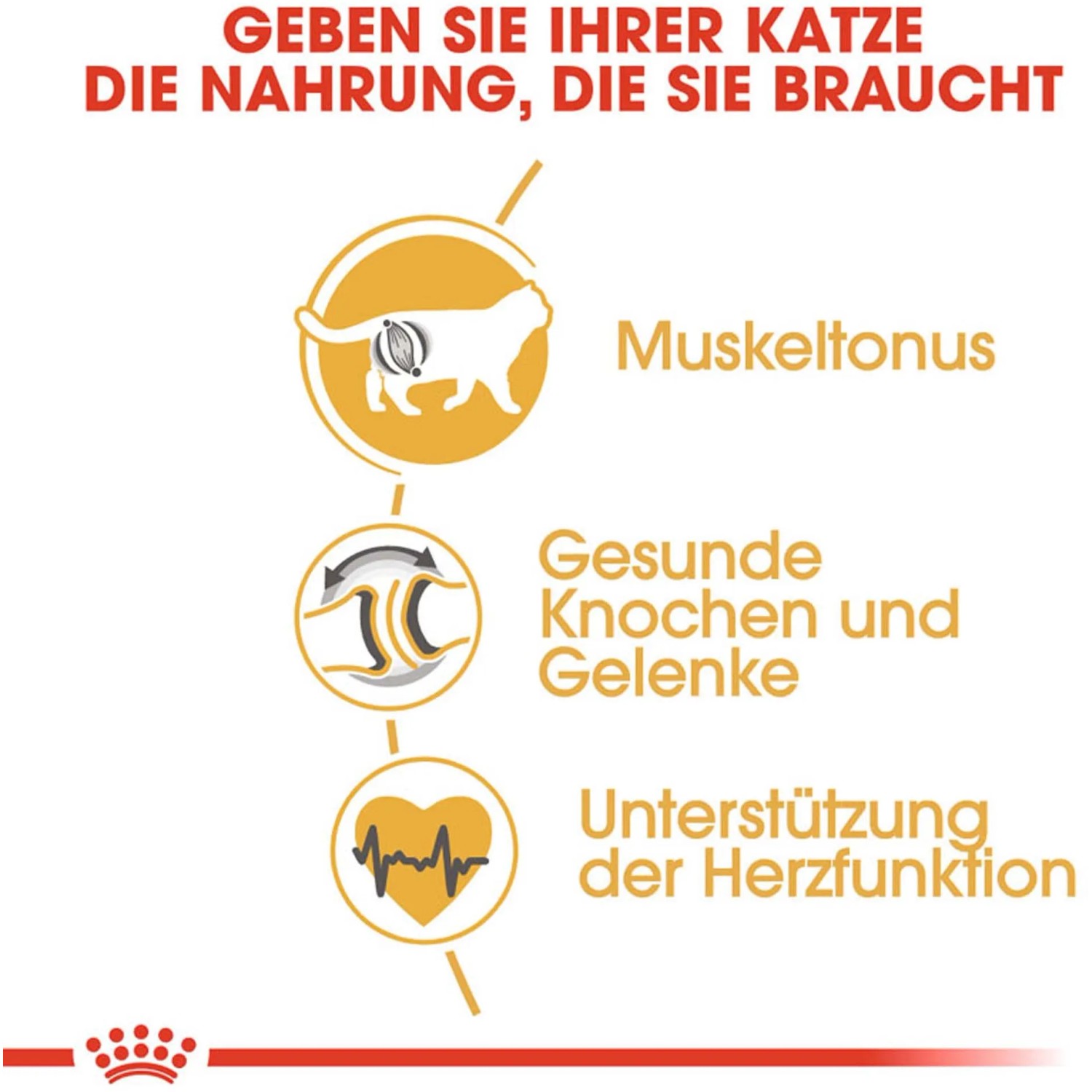 Royal Canin British Shorthair Katzenfutter: Illustration zu Muskeln, Knochen, Gelenken und Herzfunktion.