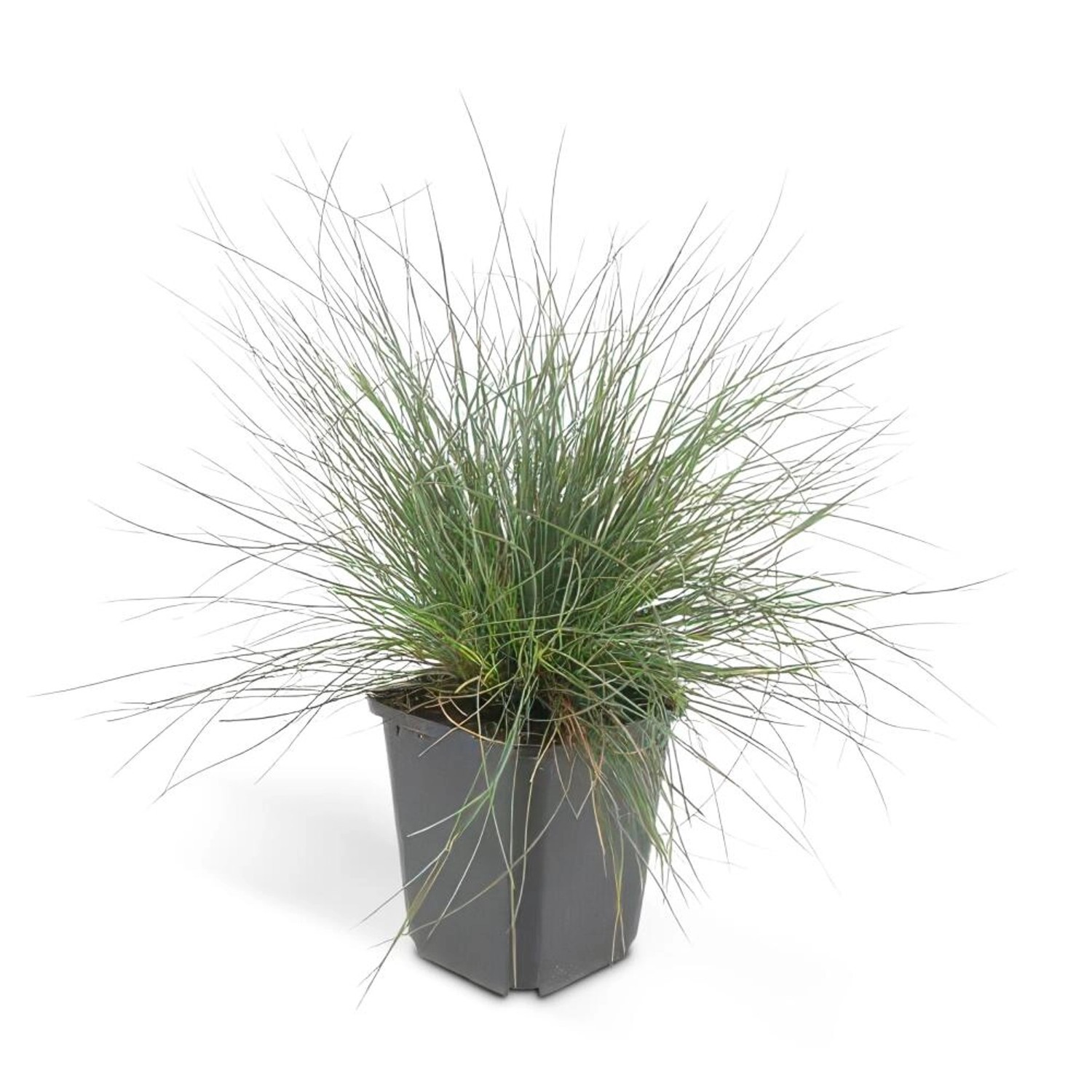 Exotenherz Ziergras Blauschwingelgras Festuca Glauca Elijah Blue 9cm Topf S günstig online kaufen
