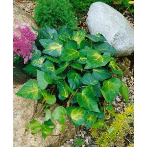 Gelb-grüner Efeu 'Sulphur Heart' (Hedera Colchica), eine attraktive Kletterpflanze für Garten und Wandbegrünung.