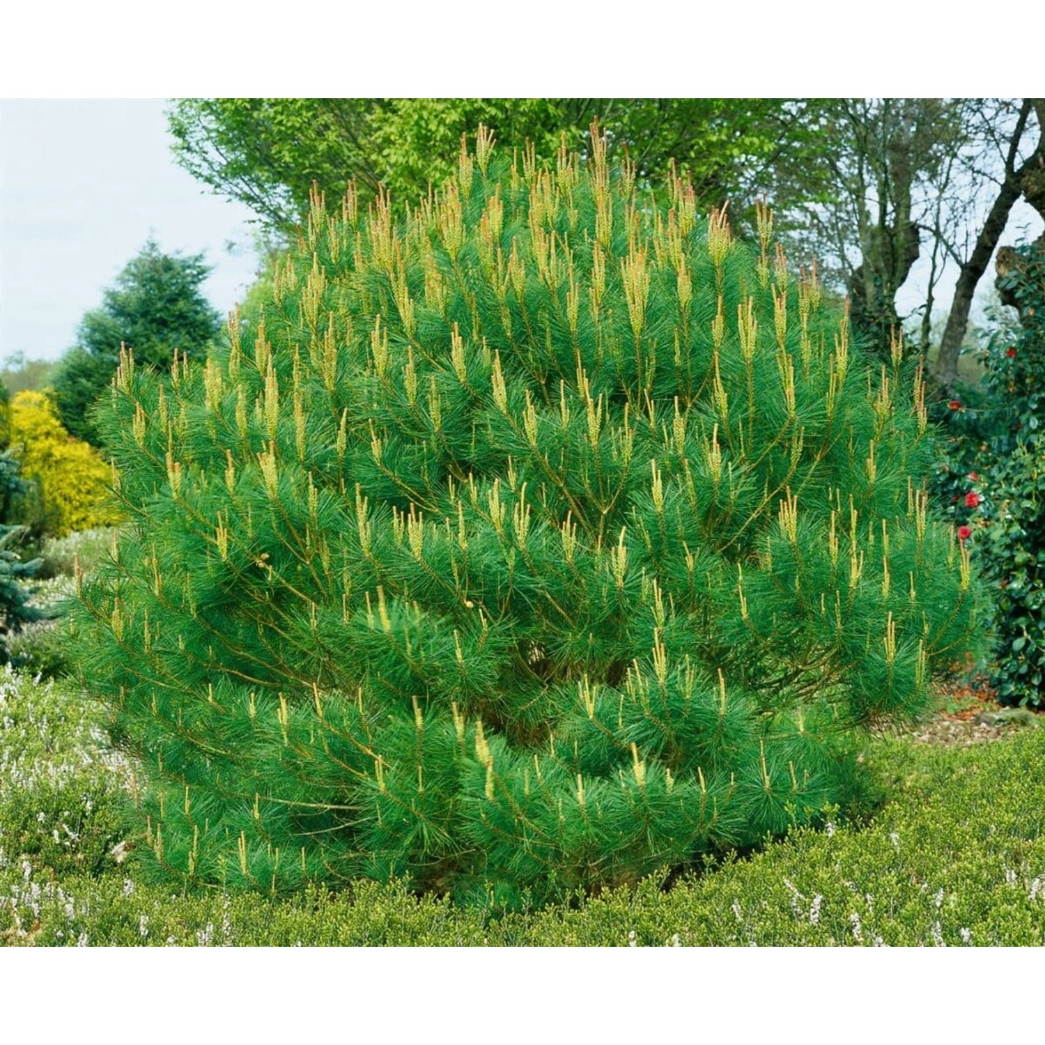 Pinus Densiflora Umbraculifera Japanische Schirm-Kiefer 125–150 cm günstig online kaufen