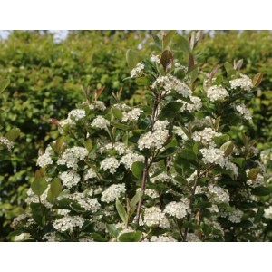 Baumfink Apfelbeere Nero als Topfpflanze 40-60cm