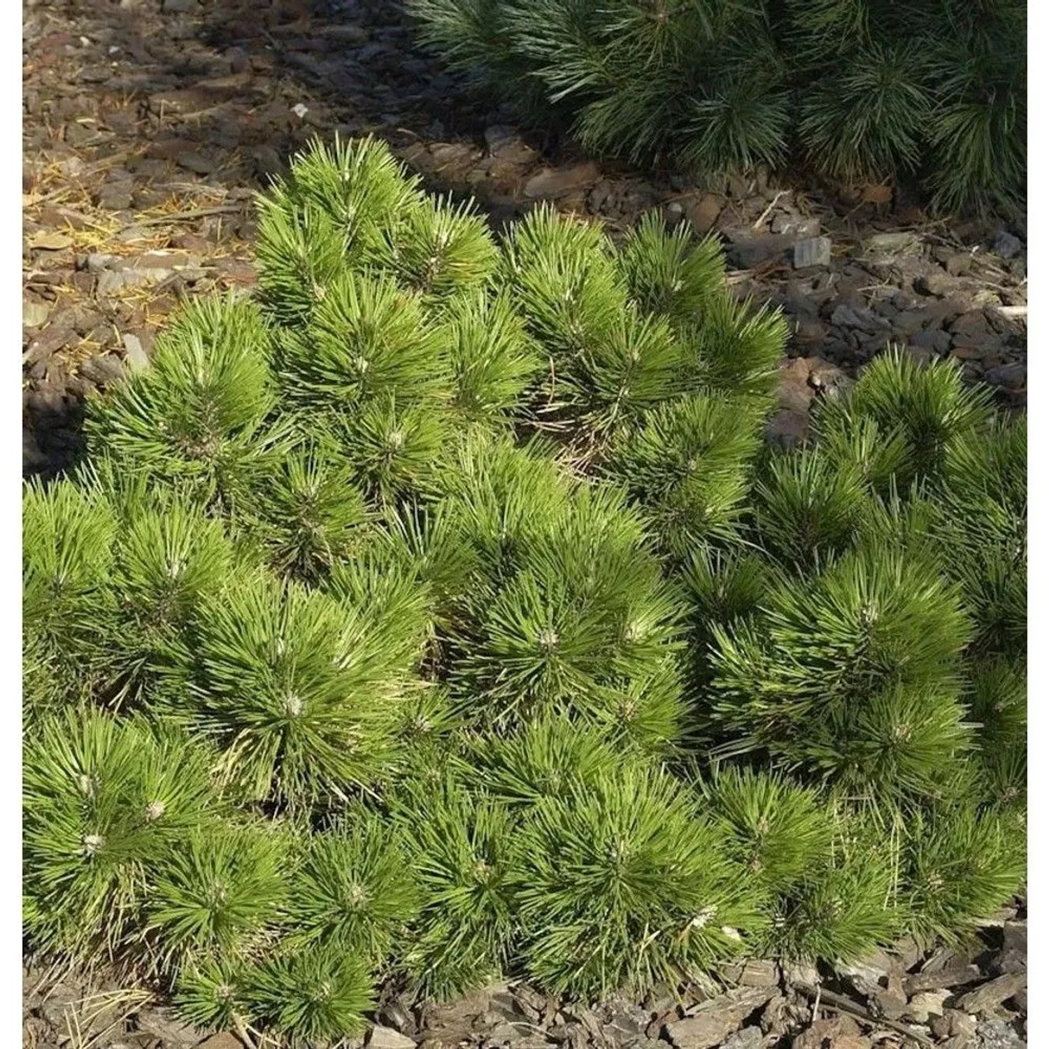 Zwerg Schwarzkiefer Hornibrookiana 70-80cm - Pinus nigra