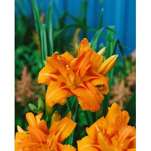 Orange gefüllte Taglilie 'Kwanso' (Hemerocallis fulva) im Topf, Stauden für sonnige Standorte.