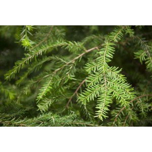 Nahaufnahme der grünen Nadeln einer Kanadischen Hemlocktanne (Tsuga Canadensis).