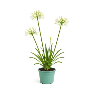Schmucklilie Agapanthus africanus im Topf, Sorte mit weißen Blüten.