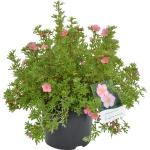 Fünffingerstrauch Lovely Pink im Topf, ca. 30-40 cm hoch, mit zarten rosa Blüten.