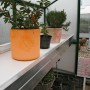 KGT Pflanzwanne Rhodo III Alu blank im Gewächshaus mit Pflanzen in Töpfen.