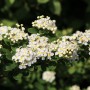 Nahaufnahme der Japanischen Strauchspiere Snowmound mit weißen Blüten.