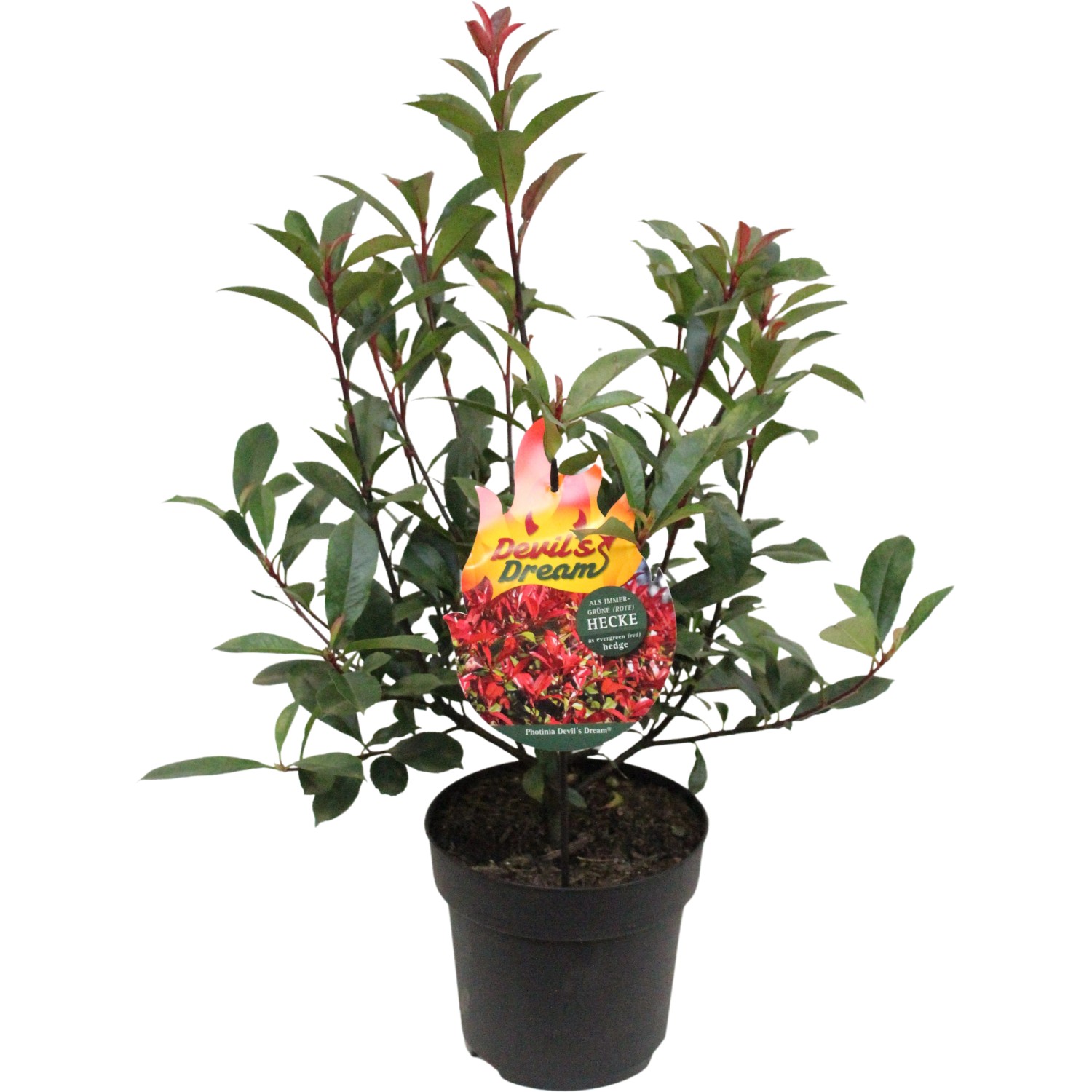 Glanzmispel Devils Dream Set à 44 Stück Höhe ca. 40 - 60 cm Photinia fraseri