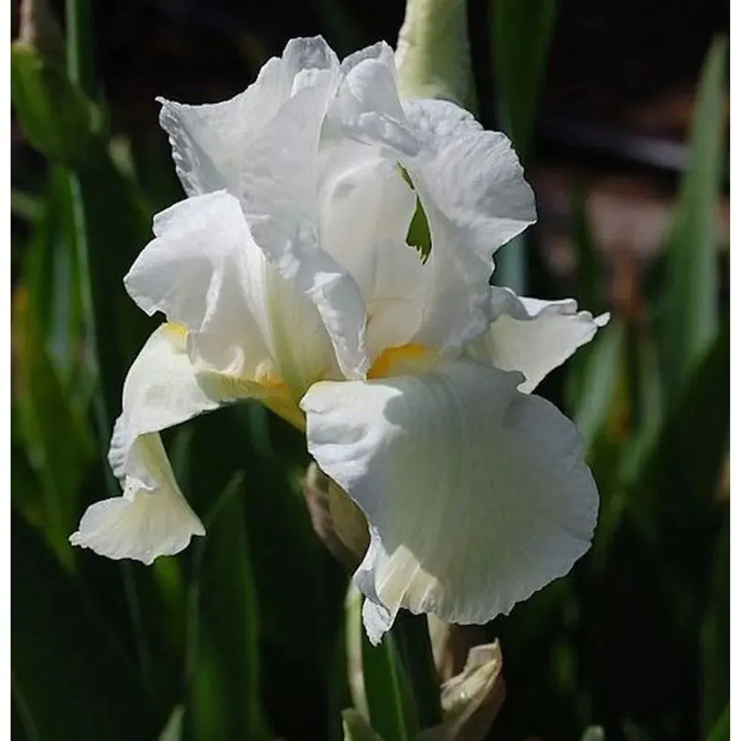 Schwertlilie Cliffs of Dover - Iris barbata