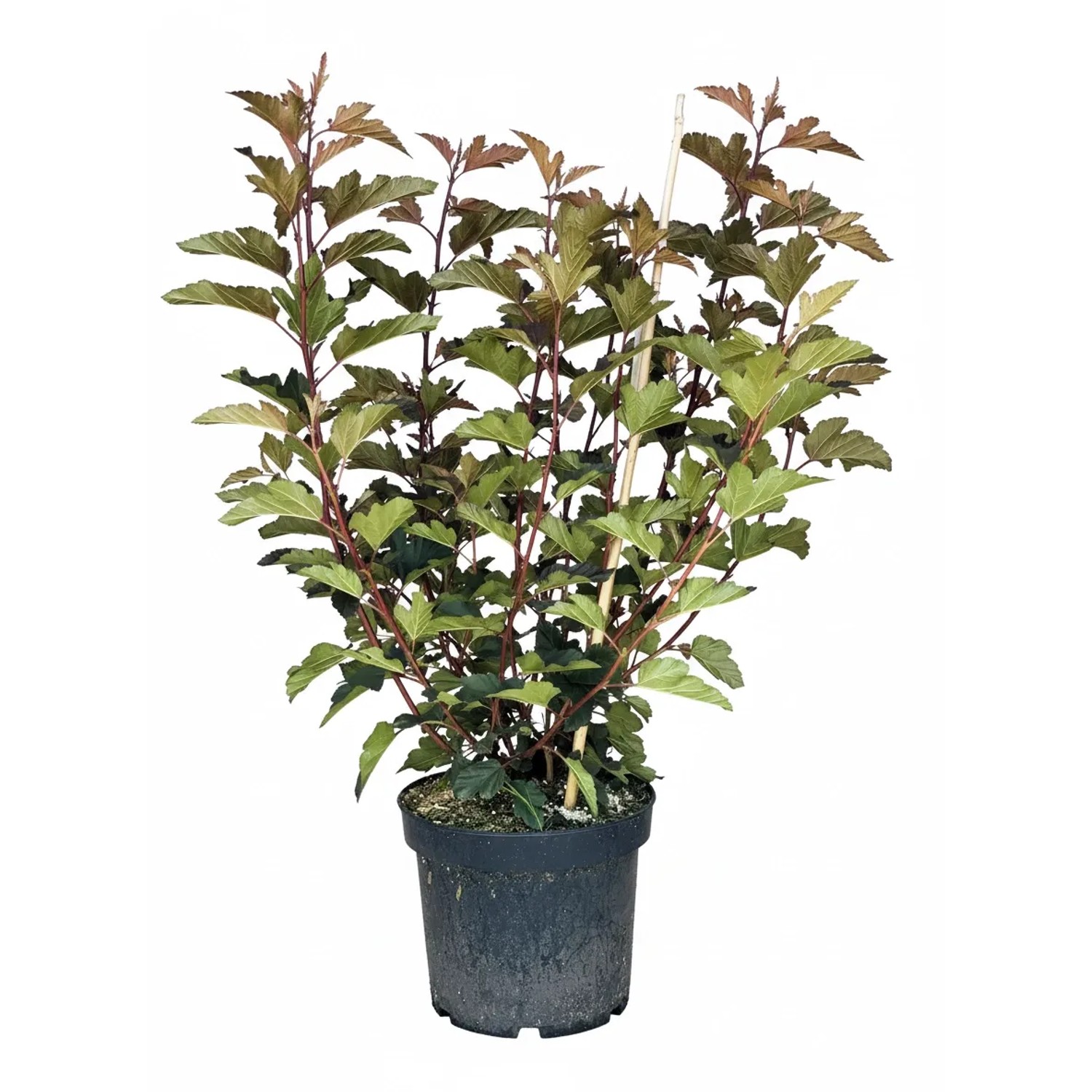 Baumfink Blasenspiere Diablo als Topfpflanze 30-40cm