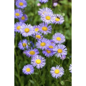 Nahaufnahme der Kissenaster 'Lady in Blue' mit leuchtend blauen Blüten und gelber Mitte.