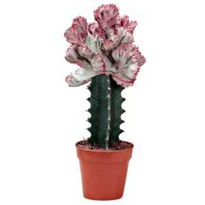 Korallenkaktus Cristata (Euphorbia lactea) im Topf, eine dekorative Sukkulente mit rosa-weißem Kamm.