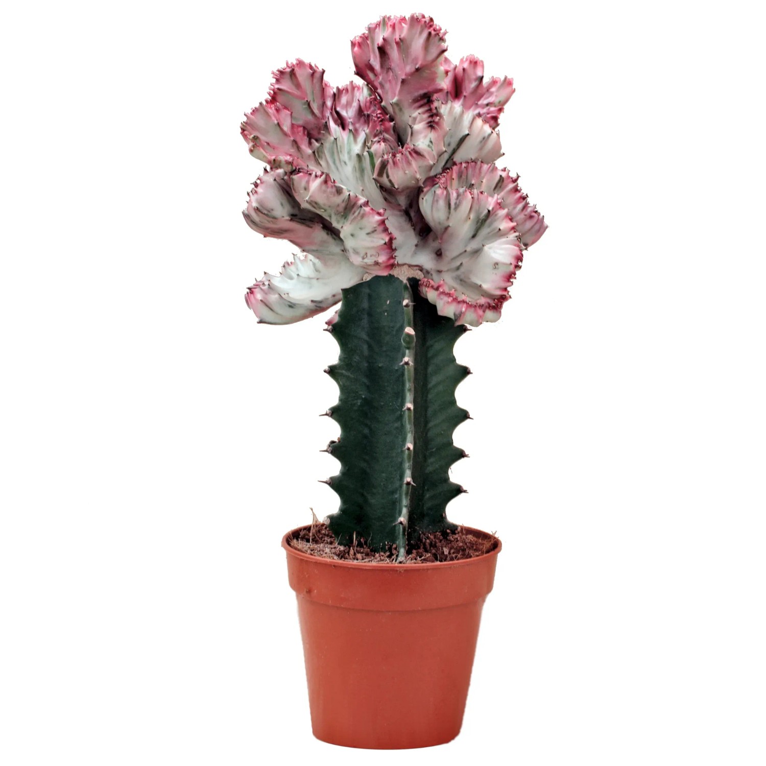 Korallenkaktus kaufen bei OBI