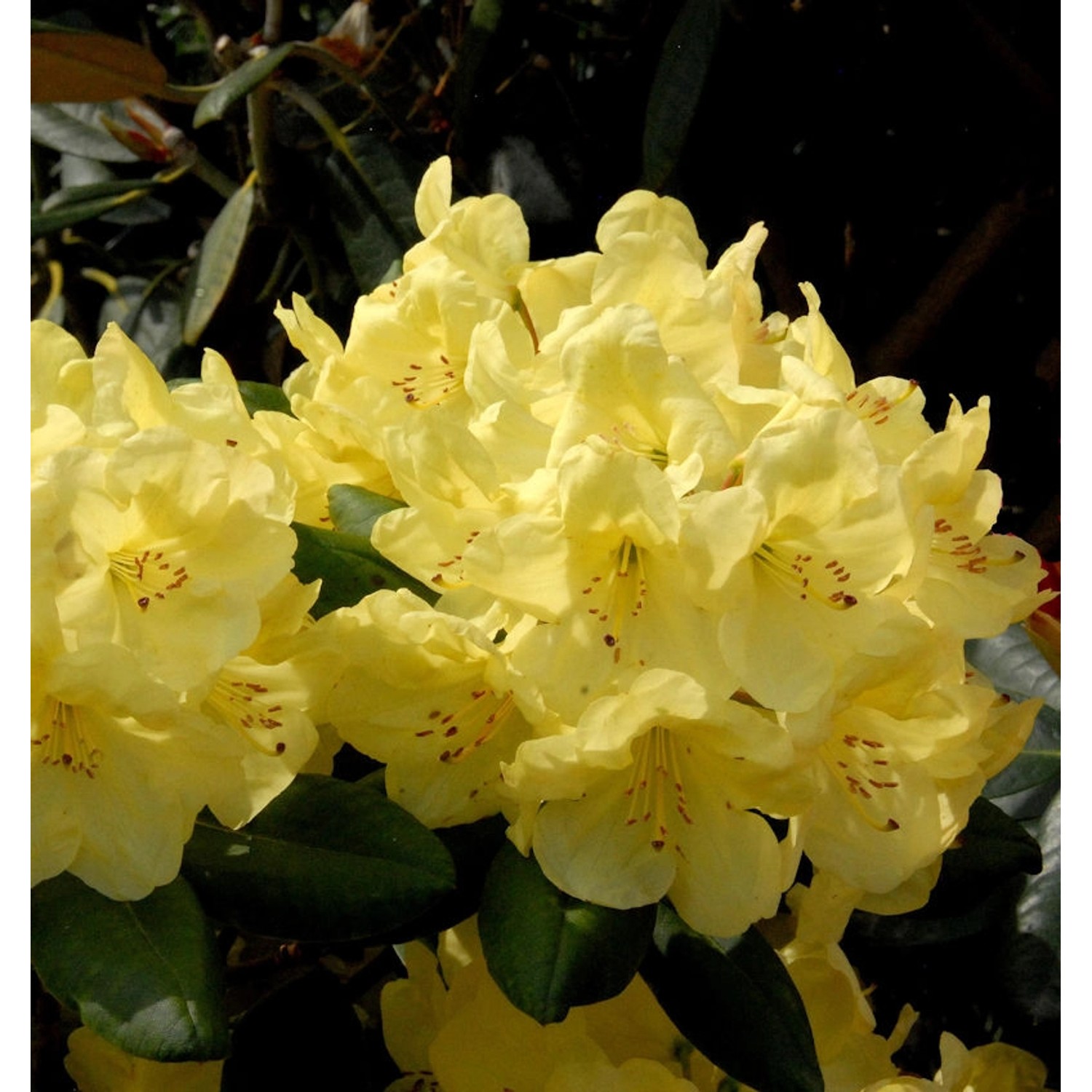 INKARHO - Großblumige Rhododendron Goldinetta 30-40cm - Alpenrose günstig online kaufen