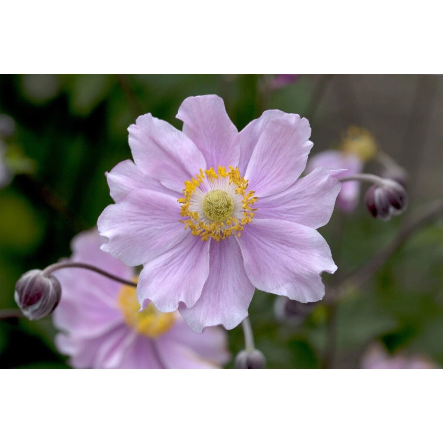 Anemone Hupehensis September Charm Herbstanemone Ca. 9x9 cm Topf günstig online kaufen