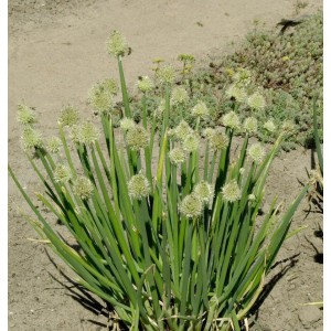 Winterheckzwiebel (Allium fistulosum) mit grünen Stielen und weißen Blütenkugeln im Garten.