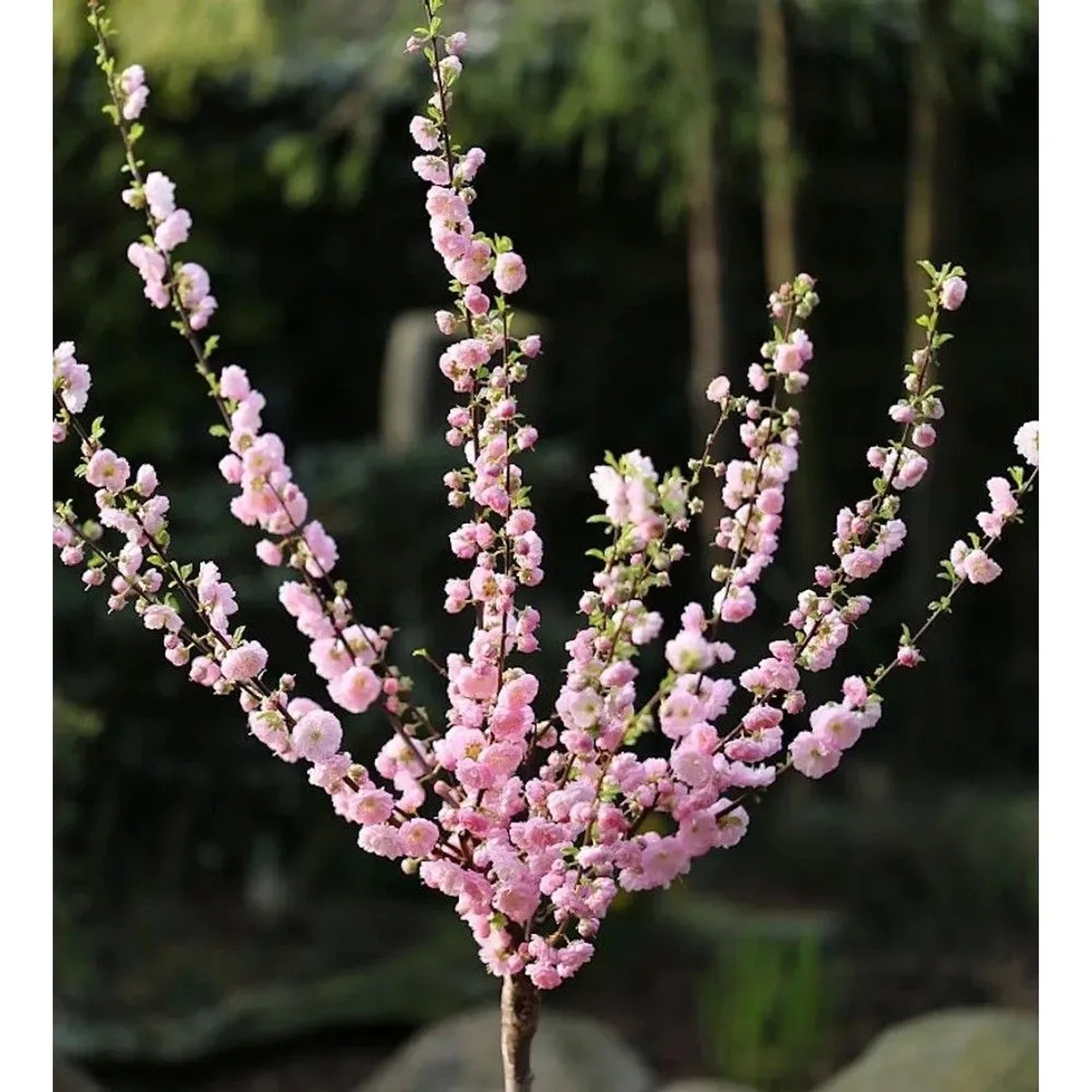 Hochstamm Mandelbäumchen 80-100cm - Prunus triloba