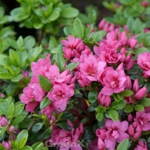 Kriechende Immergrüne Zwerg Azalee Mariko 15-20cm - Rhododendron nakaharai
