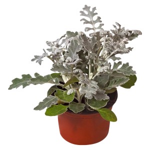 Silberblatt (Senecio) im Topf, silbrige Blätter, ca. 9 cm Topf-Ø, ideal für Balkon und Herbst.