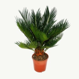 Japanischer Palmfarn (Cycas Revoluta) im 12cm Topf. Zimmerfarn mit grünen Blättern.