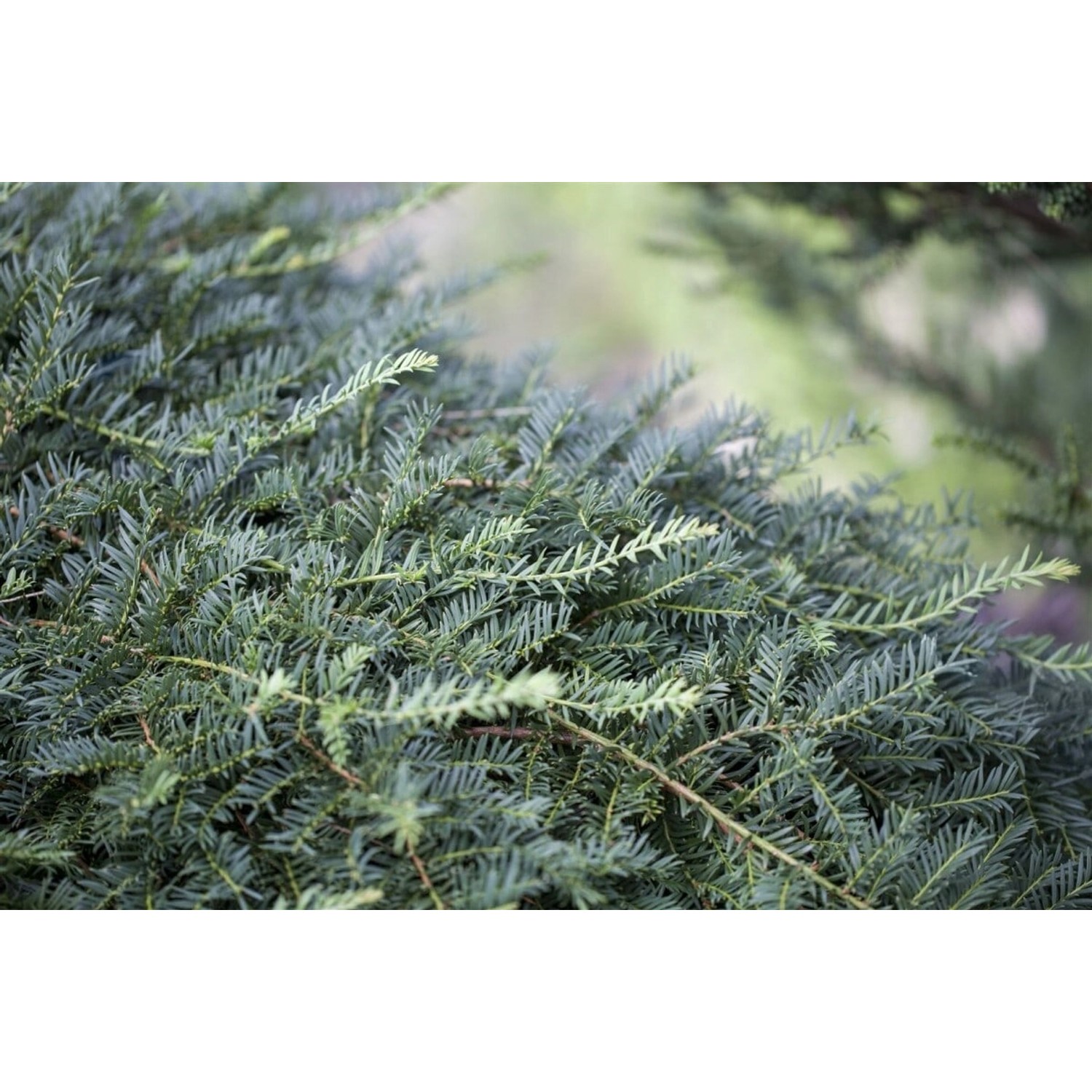 Taxus Baccata Dovastoniana Eibe 50–60 cm Elegant Hängend günstig online kaufen