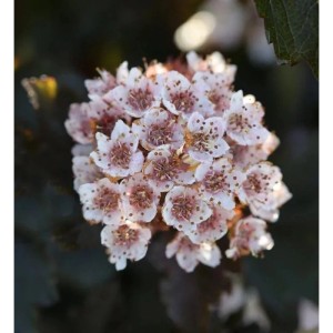 Fasanenspiere Summer Wine 40-60cm - Physocarpus opulifolius