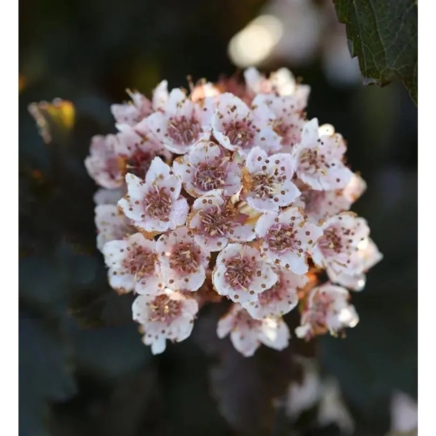 Fasanenspiere Summer Wine 40-60cm - Physocarpus opulifolius