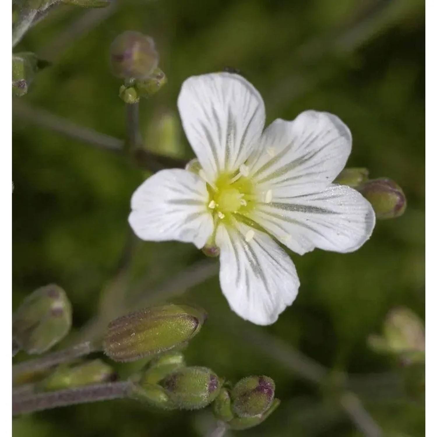 Felsen Miere - Minuartia,aricifolia