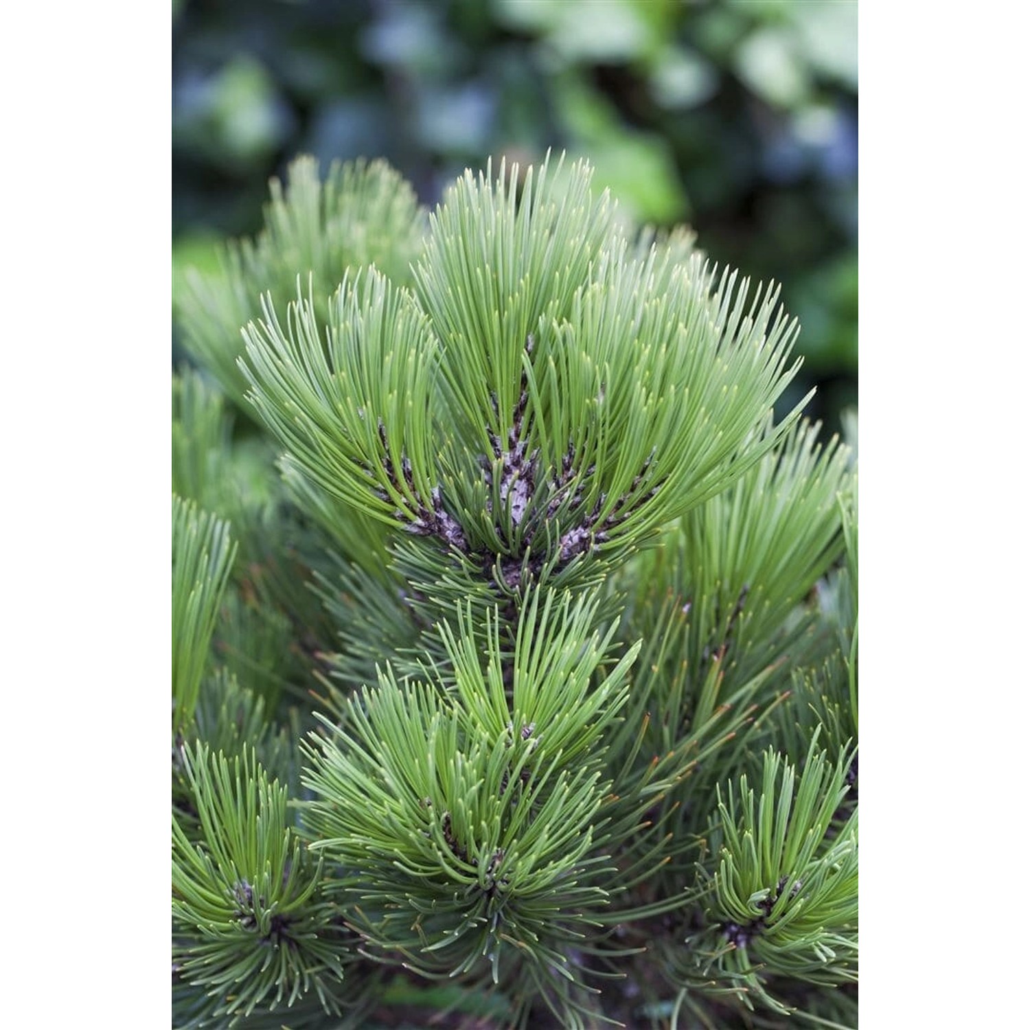 Pinus Heldreichii Den Ouden Bosnische Kiefer 70–80 cm günstig online kaufen