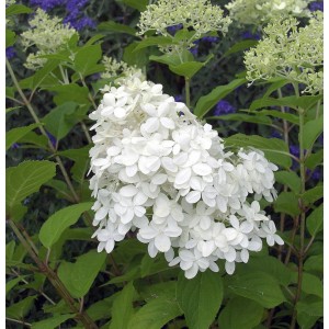 Rispenhortensie Little Hottie mit weißen Blüten und grünen Blättern.