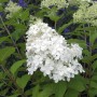 Rispenhortensie Little Hottie mit weißen Blüten und grünen Blättern.
