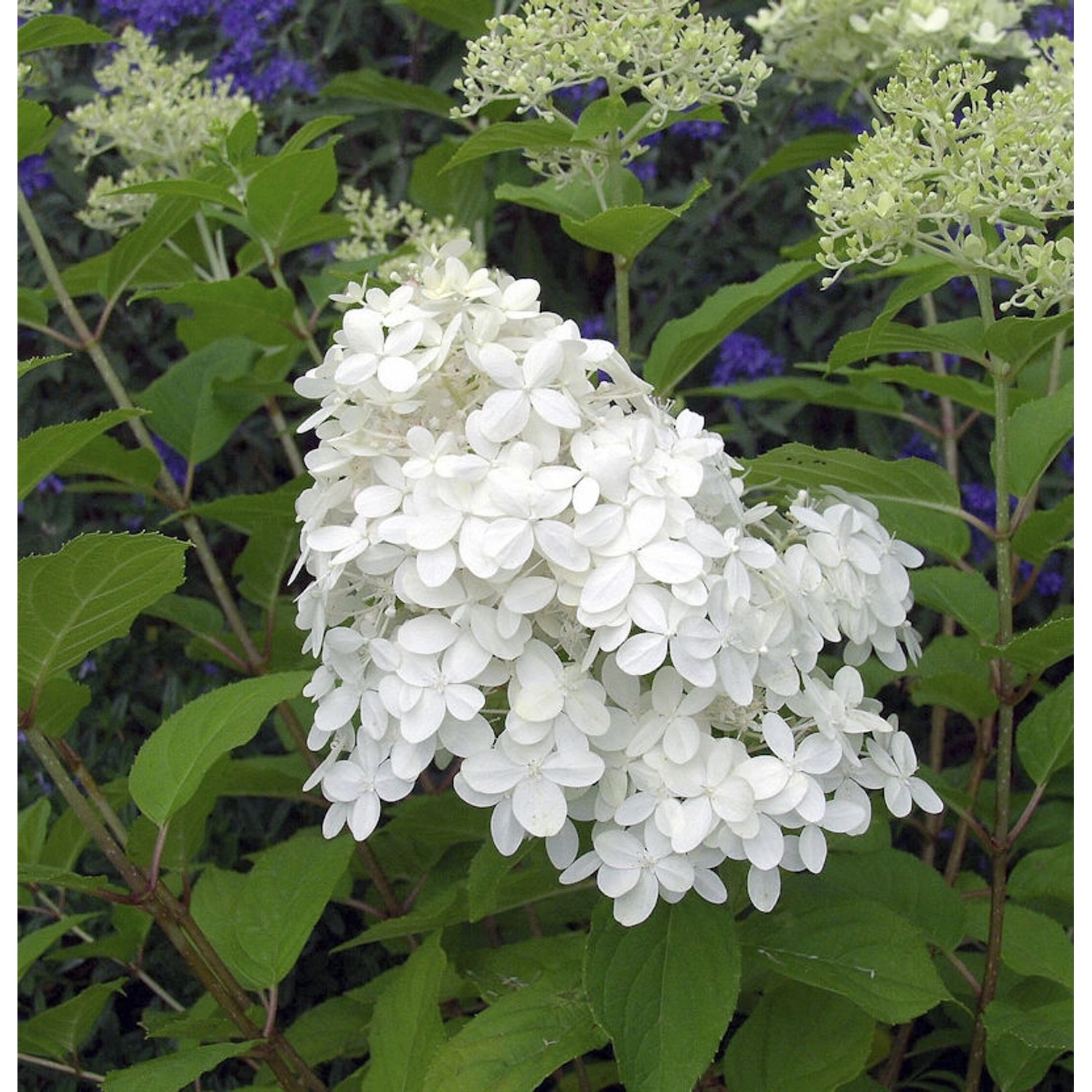 Rispenhortensie Little Hottie 30-40cm - Hydrangea paniculata günstig online kaufen