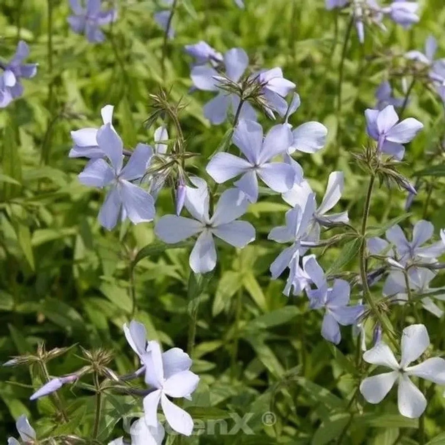Niedrige Flammenblume - Phlox divaricata