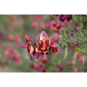 Besenginster 'Goldfinch' mit rot-gelben Blüten, Zierstrauch für Garten und Beet.