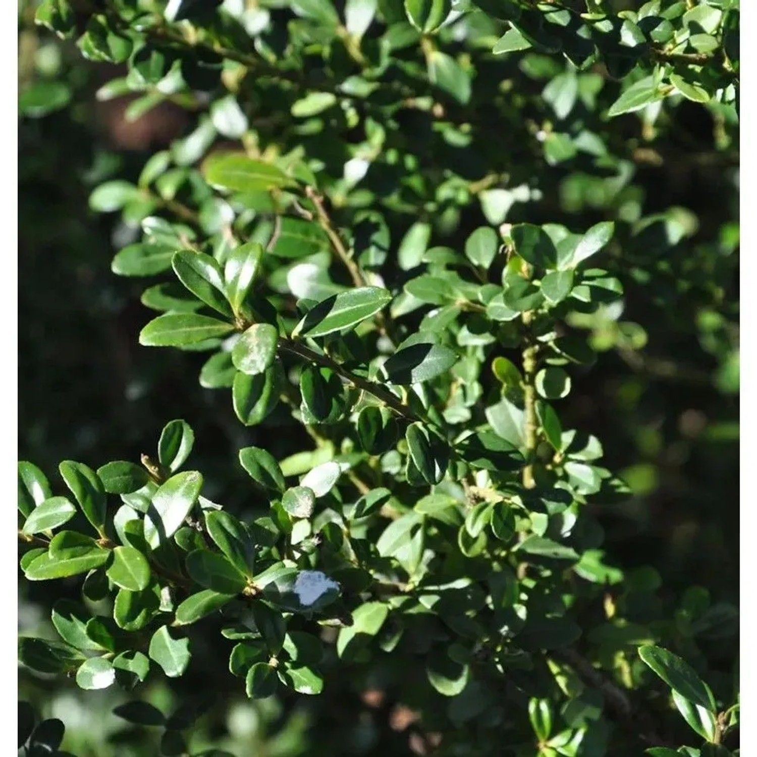 Japanische Stechpalme Ilex Glori Gem 40-50cm - ilex crenata