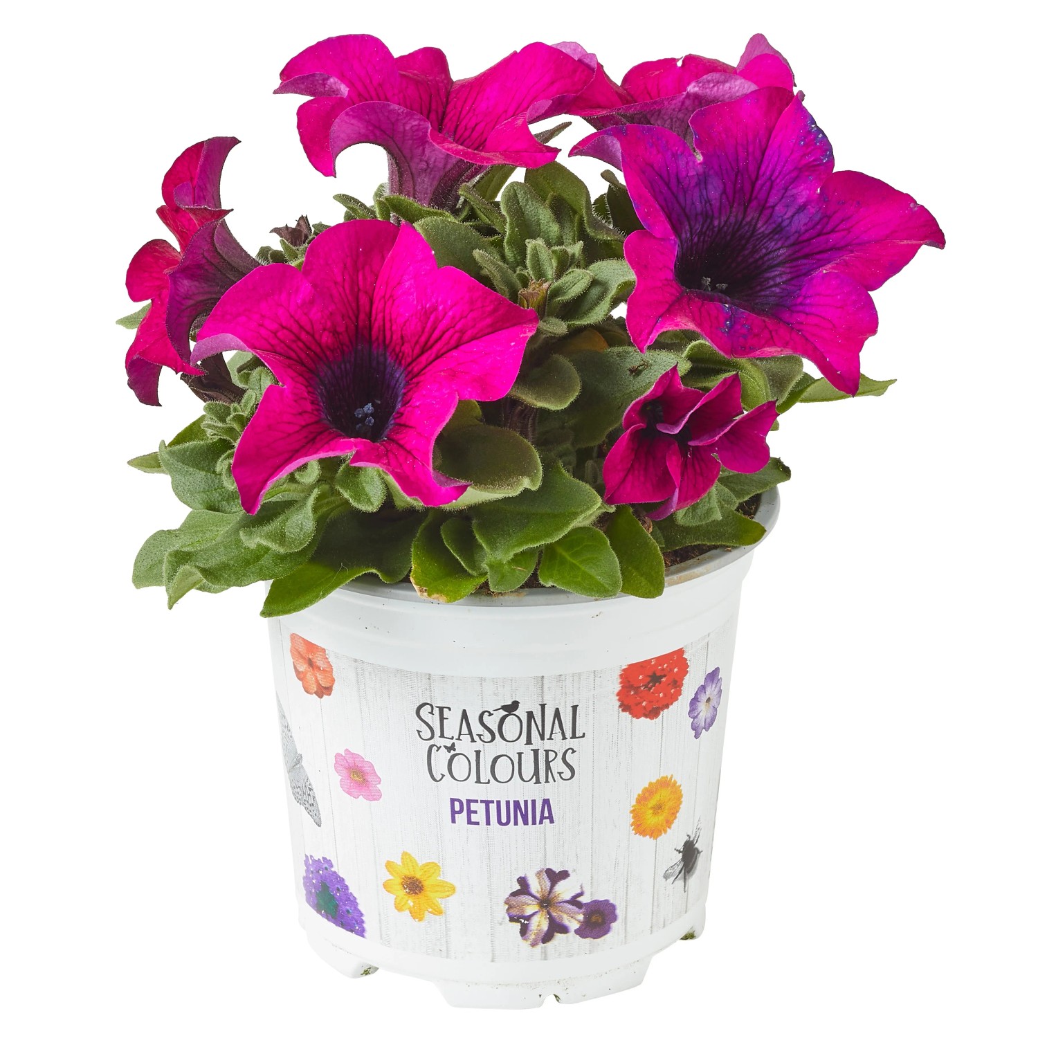 Petunie Farbmix im Topf, leuchtend pink-lila, ideal für Balkon und Terrasse.