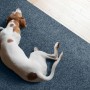 Blauer Primaflor Sauberlauf Picollo Teppichläufer mit Hund im Flur.