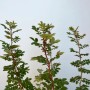 Baumfink Bibernellrose als Topfpflanze, ca. 60-100cm hoch, mit grünen Blättern und stacheligen Trieben.