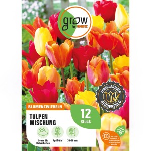 Farbenfrohe Tulpen-Mischung Gelb-Orange-Rot (12 Stk.) von GROW by OBI. Ideal für Beet und Kübel.
