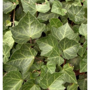 Nahaufnahme von grünem Efeu Woerner (Hedera helix) mit markanten Blattadern.