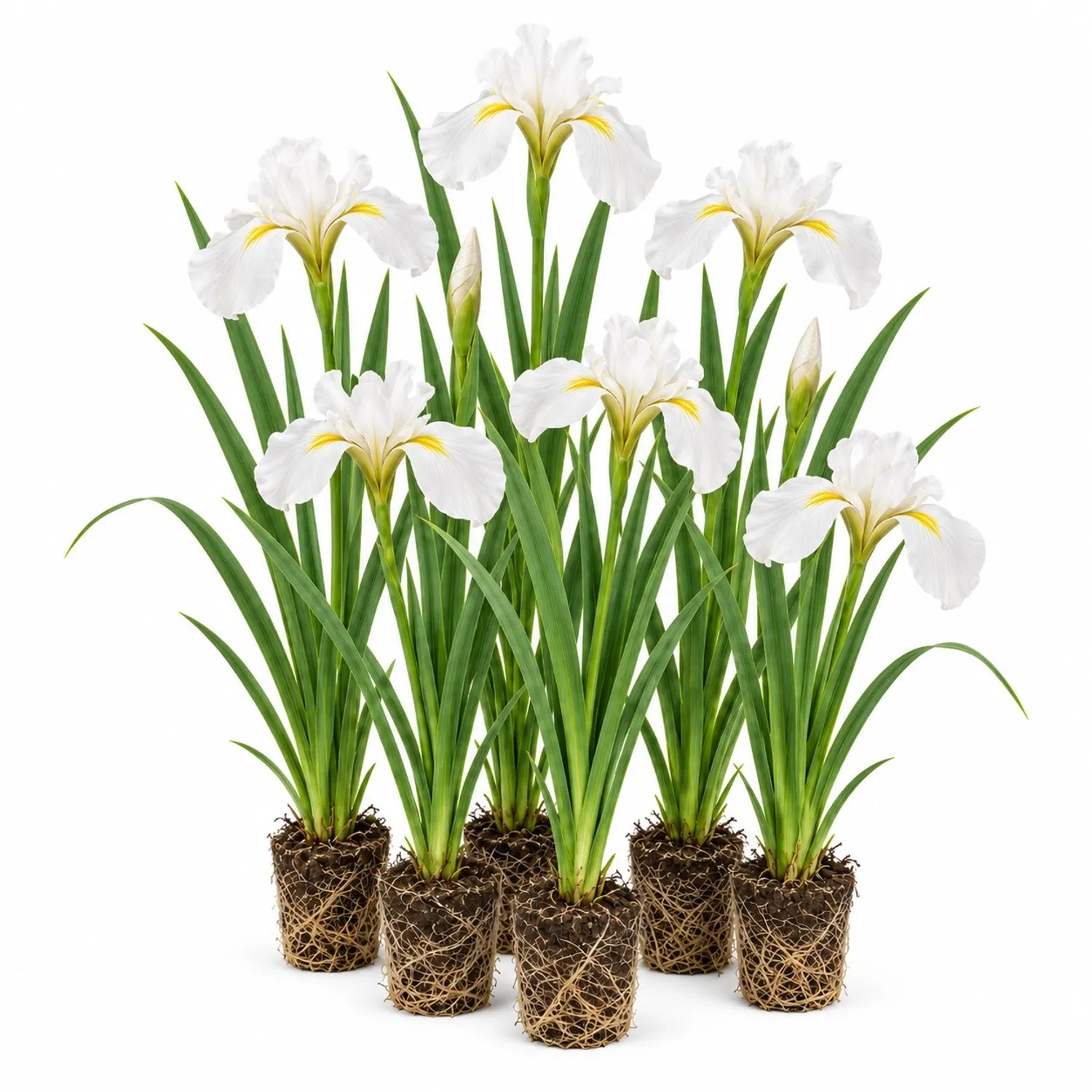 Vdvelde Weiße Schwertlilie   Iris Kaempferi   12 Pflanzen
