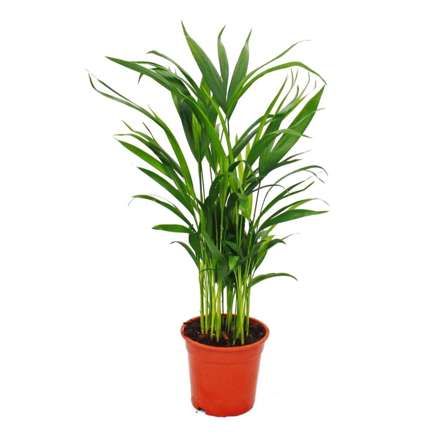 Exotenherz Goldfruchtpalme Areca Lutescens ca. 50-60cm Zimmerpalme 17cm Top günstig online kaufen