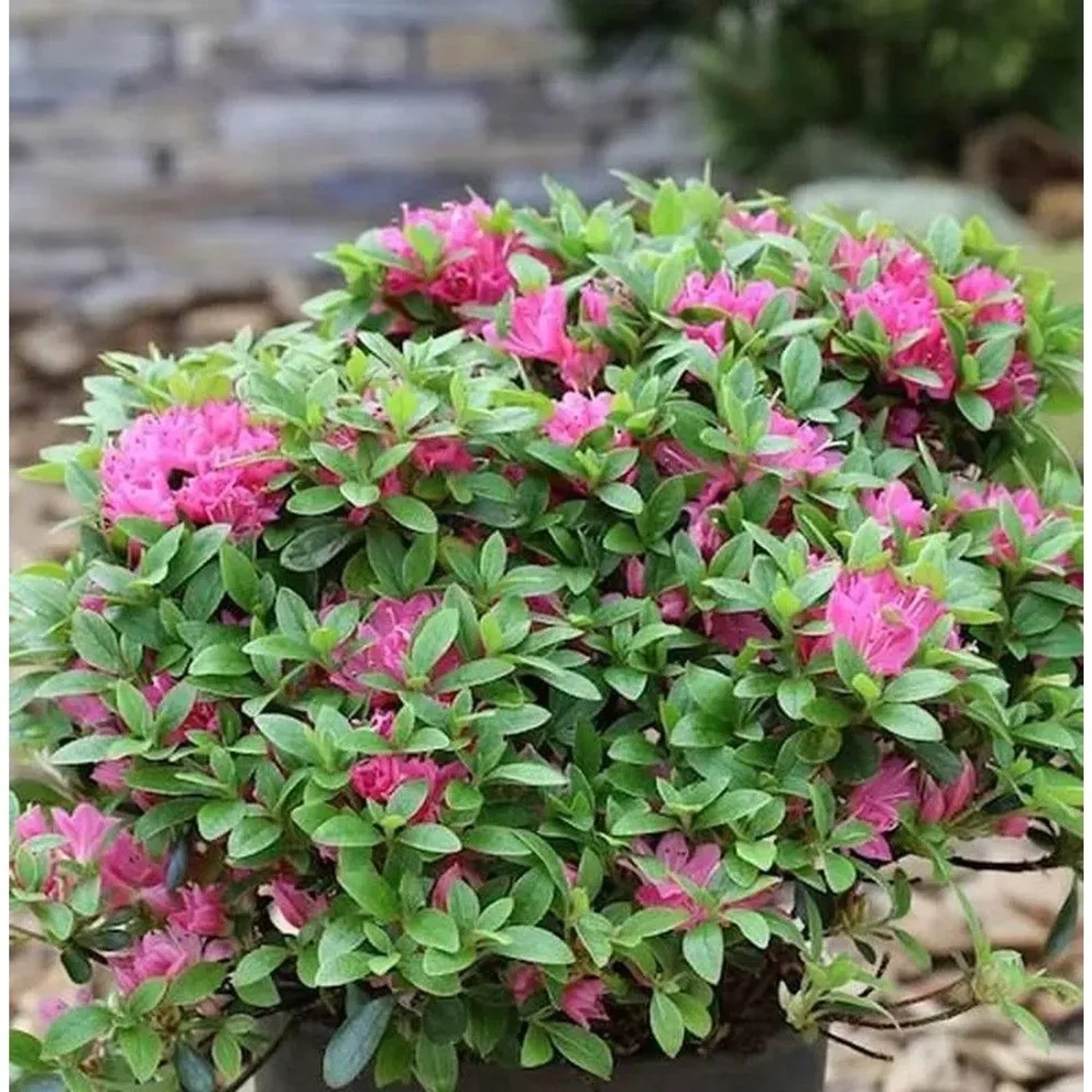 Japanische Azalee Diamant Rot 30-40cm - Rhododendron obtusum - Zwerg Alpenrose