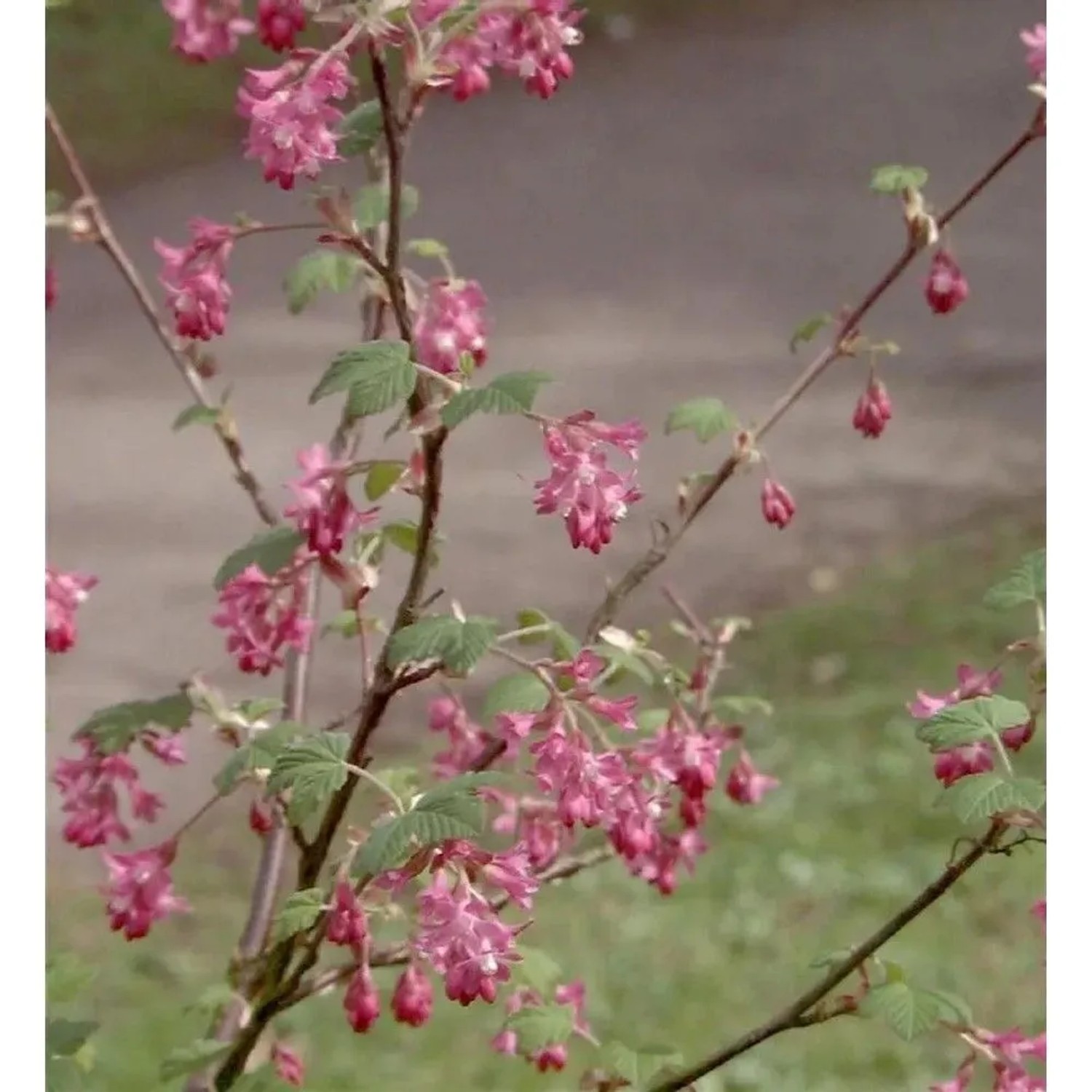 Blut-Johannisbeere Amore 60-80cm - Ribes sanguineum