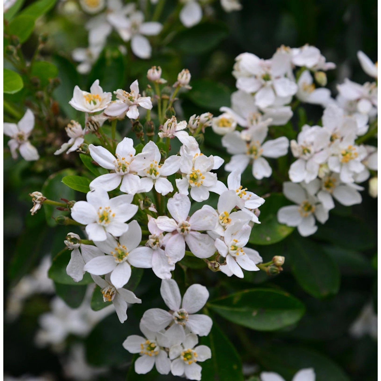 Orangenblume Greenfingers 50-60cm - Choisya ternata günstig online kaufen