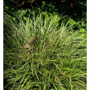 Gelb gestreifte Segge (Carex morrowii) im Detail: grüne Blätter mit gelben Streifen, Stauden für den Garten.
