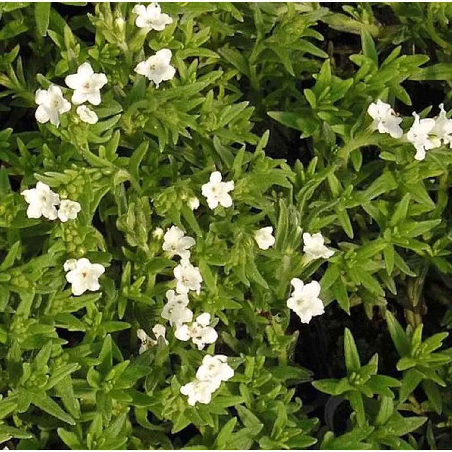 Steinsamen Alba - Glandora diffusa